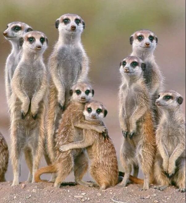 58a89ffa-7c4f-4a31-a8a4-a3205961627e